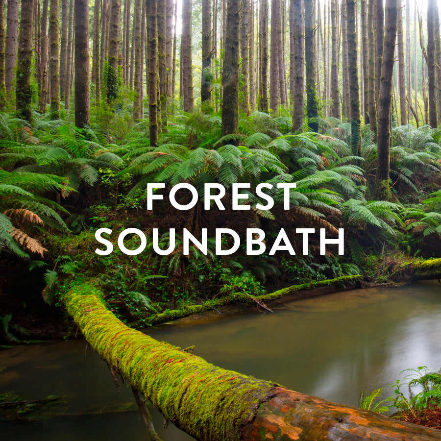 Sound Bath in the Forest | 432Hz