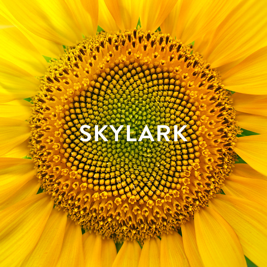 Skylark | 432Hz